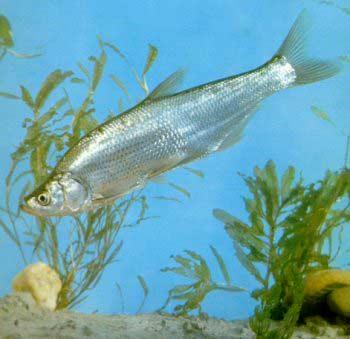 魚能吃巴沙魚嗎_巴沙魚到底能不能吃_巴沙魚喜歡吃什么飼料