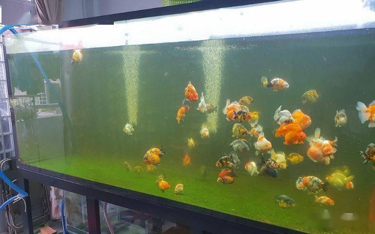 魚龍家鄉文化調查報告_魚龍家族_龍魚之家