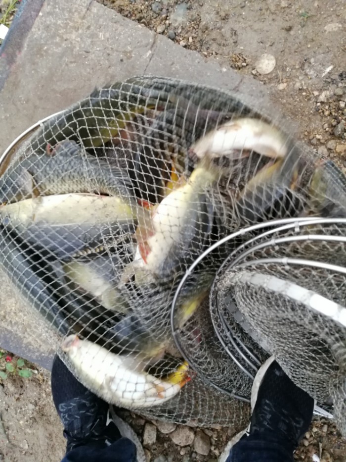 野釣打窩用什么料最好_野釣打窩打多少合適_野釣打窩