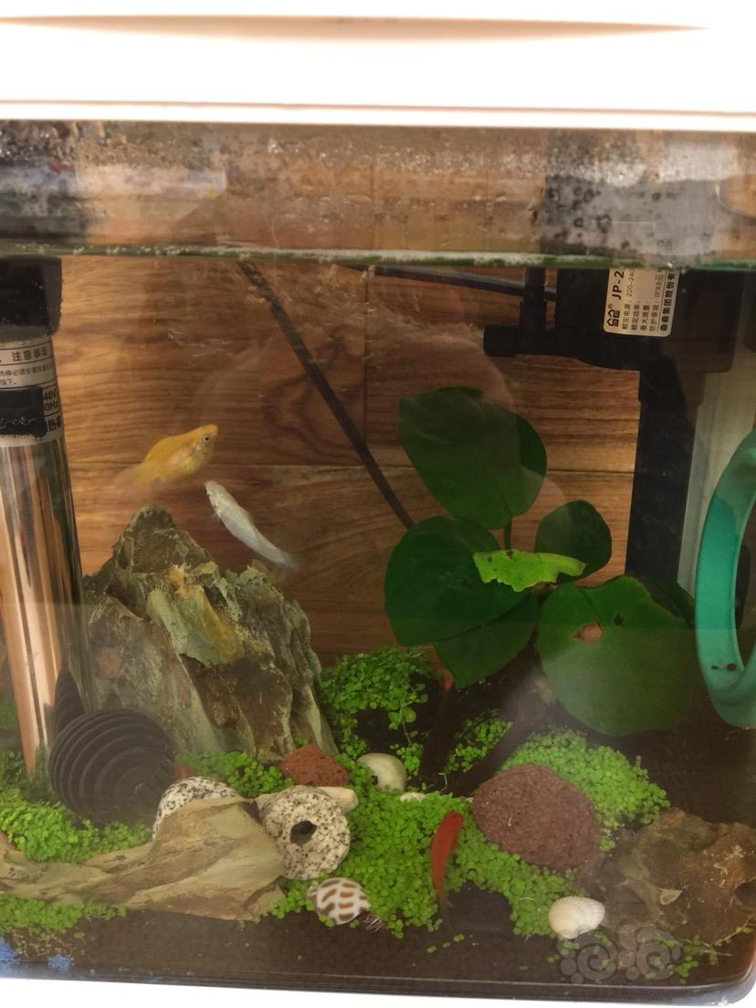 新手養魚入門：觀賞魚缸搭建完整教程以及搭建魚缸的具體操作