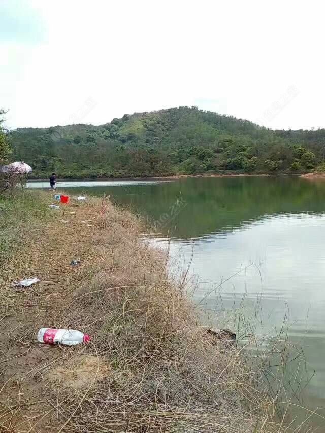 水庫釣魚教程_水庫釣魚技巧_釣魚水庫技巧和方法