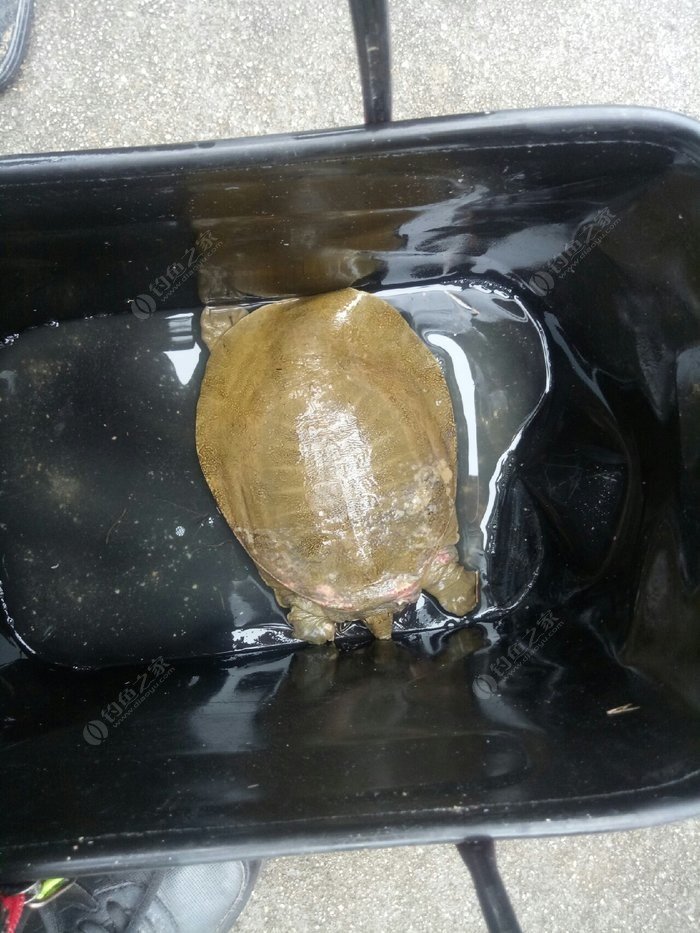 鯉魚吃什么食物_鯉魚吃啥食物_鯉魚吃的