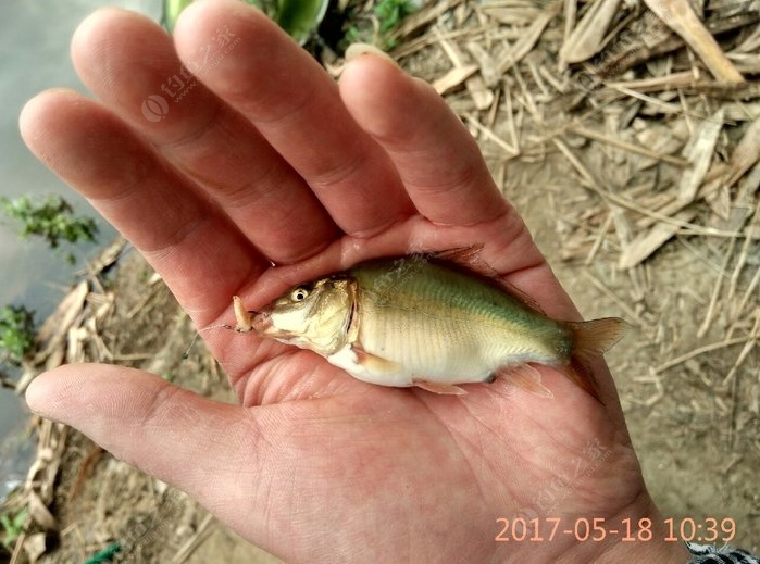 鯉魚吃的_鯉魚吃什么食物_鯉魚吃啥食物