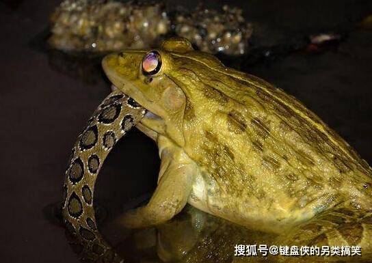 非洲牛蛙_非洲牛蛙有毒嗎_非洲牛蛙多少錢一只