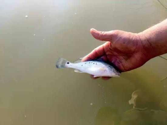 美國紅魚_美國紅魚多少錢一斤_美國紅魚是淡水魚還是海水魚