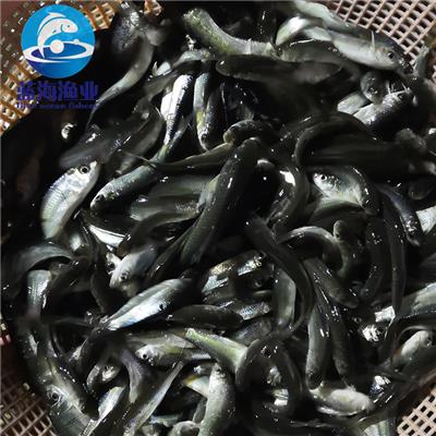 美國紅魚多少錢一斤_美國紅魚是淡水魚還是海水魚_美國紅魚