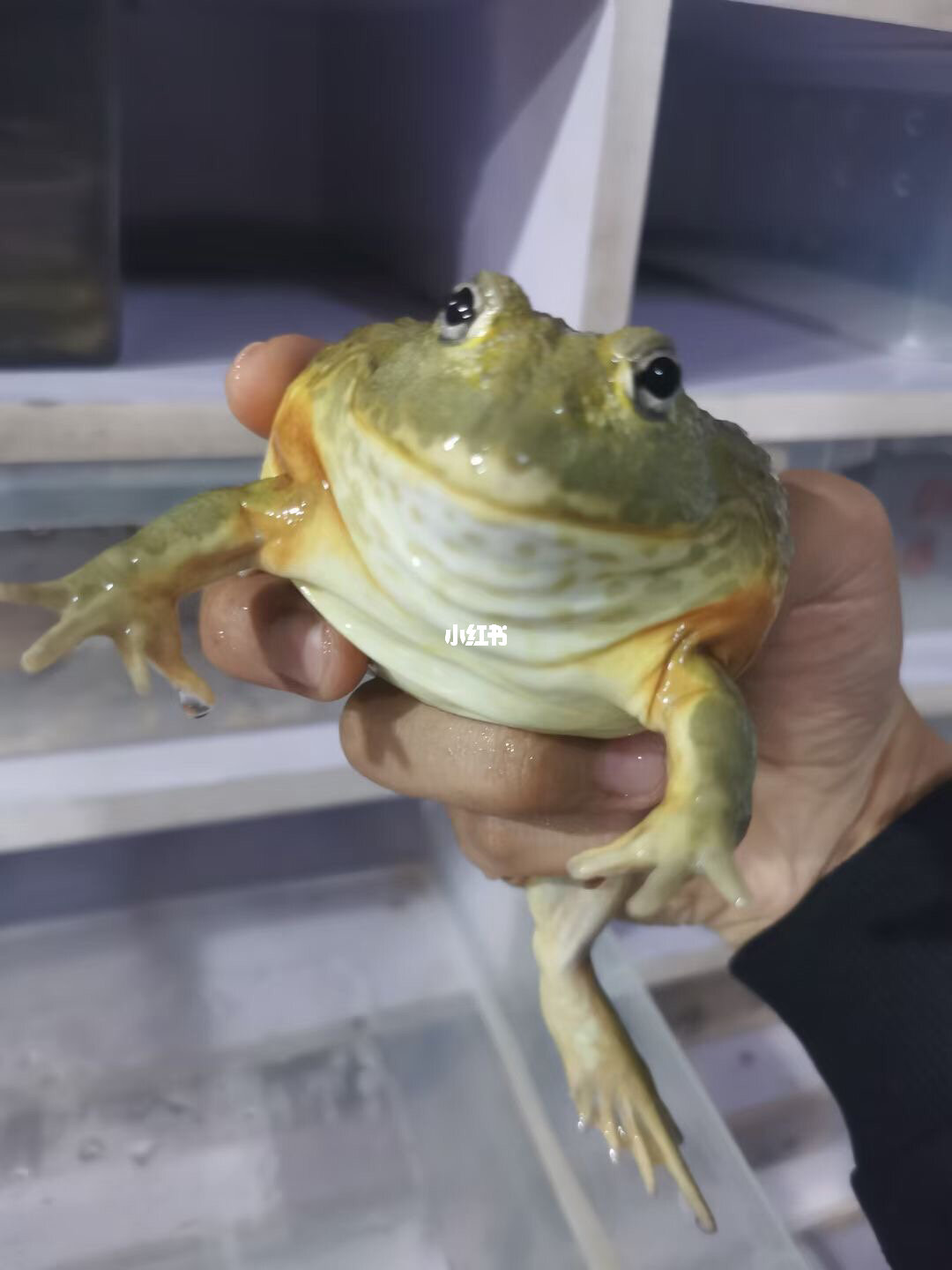 非洲牛蛙有毒嗎_非洲牛蛙_非洲牛蛙好養嗎