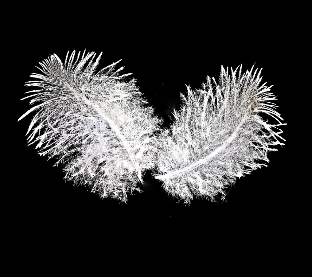 黑白關刀 黑白劍魚的生物學特性