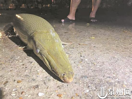 翹嘴魚多少錢一斤_魚翹嘴是啥魚_魚翹嘴鲌