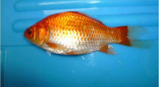 紅鯽魚_鯽魚紅燒怎么做好吃又簡單_鯽魚紅燒怎么做好吃視頻