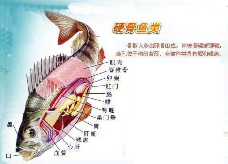 魚有心臟、耳朵嗎？它能活多久？