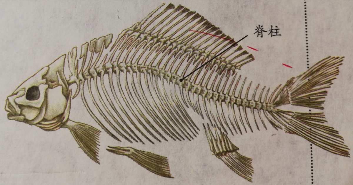 耳朵里的魚_魚有耳朵嗎_耳朵魚長什么樣