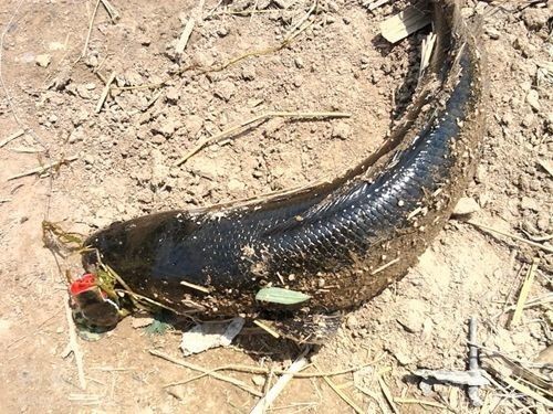 黑魚路亞什么時間最好_黑魚路亞怎么釣才容易上鉤_路亞黑魚