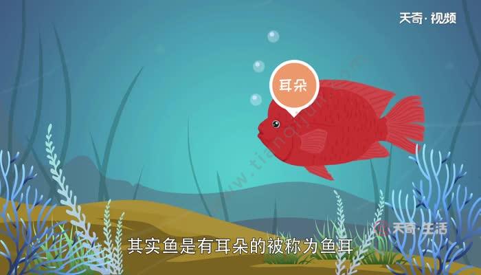 魚有耳朵嗎？魚只有內耳，藏在頭的兩側