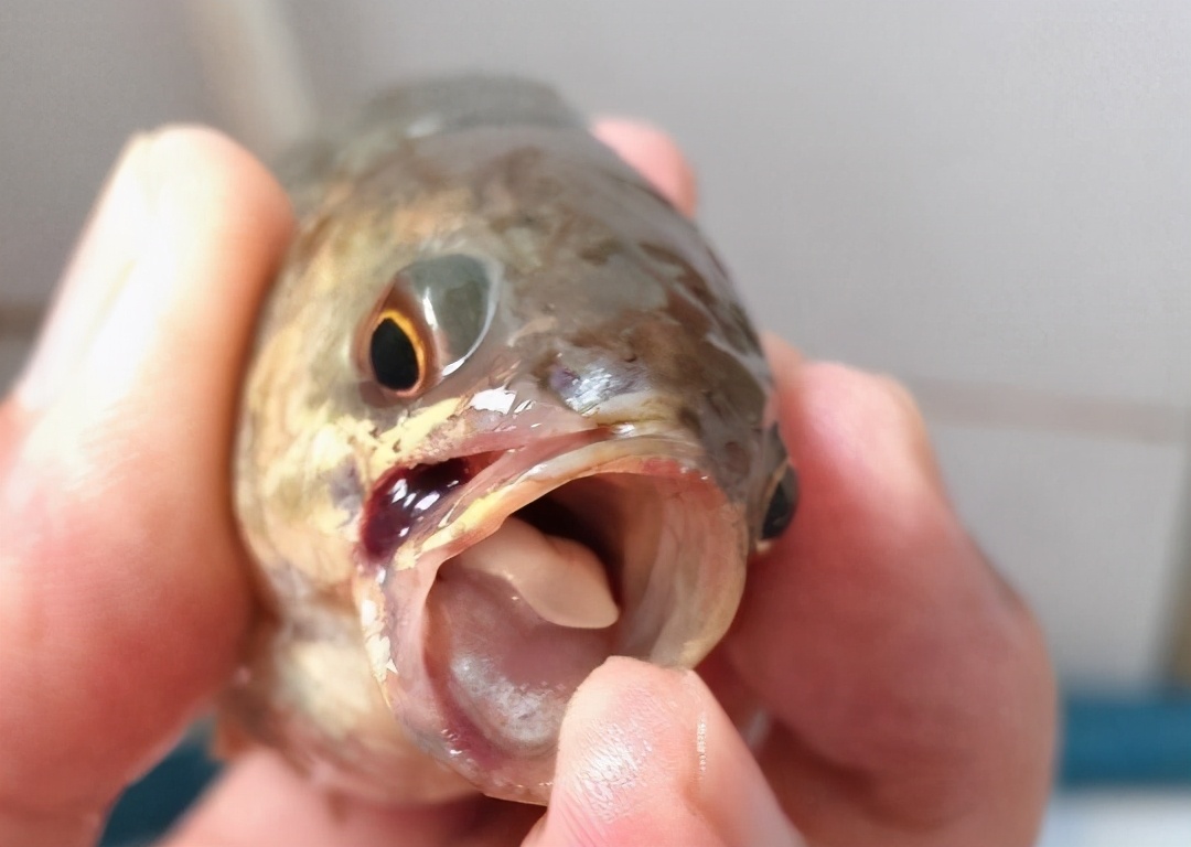有耳朵的淡水魚是什么品種_有耳朵的魚是什么品種_魚有耳朵嗎
