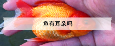 魚有耳朵嗎_有耳朵的魚是什么品種_有耳朵的淡水魚是什么品種