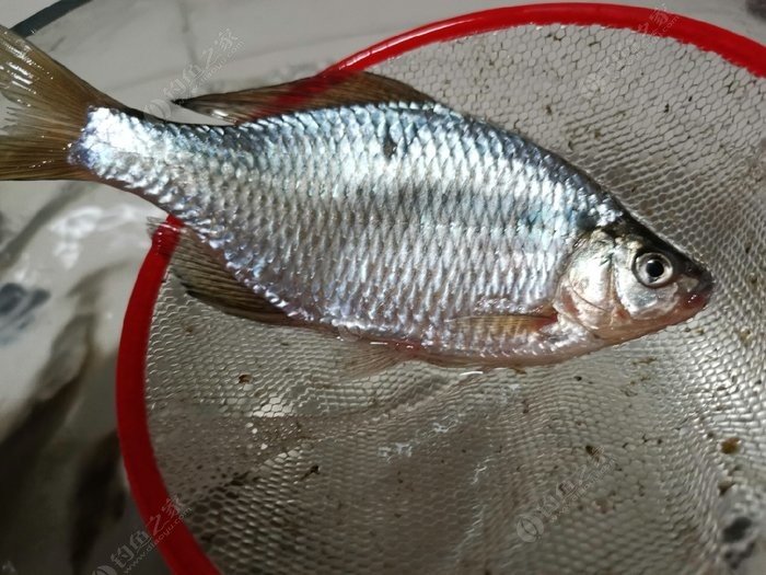 耳朵里的魚_有耳朵的魚叫什么名字_魚有耳朵嗎