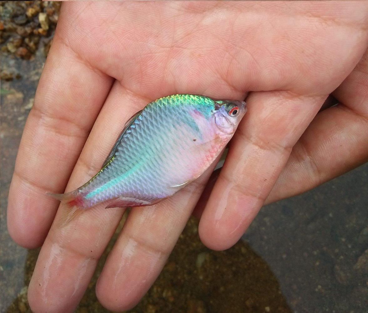 耳朵里的魚_魚有耳朵嗎_有耳朵的魚叫什么名字