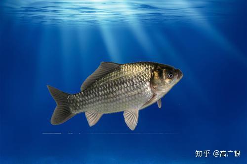 耳朵魚長什么樣_耳朵里的魚_魚有耳朵嗎
