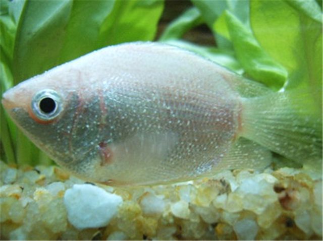 治療金魚白點_金魚身上有白點怎么治_金魚治白點身上有白點嗎