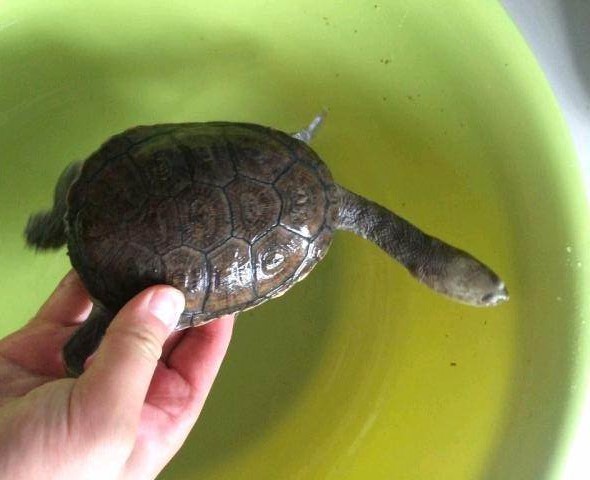 加拉帕戈斯象龜數量_加拉帕戈斯象龜壽命多長_加拉帕戈斯象龜