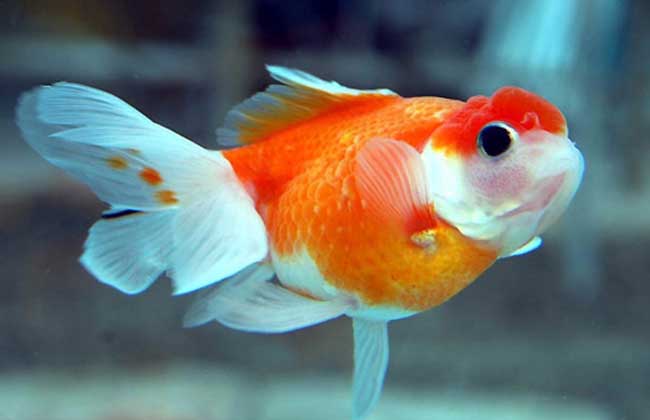 養金魚能活多久_小金魚怎么養才能活得長久_金魚養久了