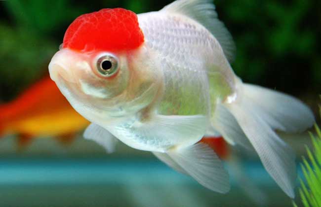 養金魚能活多久_小金魚怎么養才能活得長久_金魚養久了