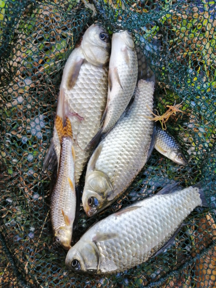秋季釣魚_釣魚秋季用什么小藥_釣魚秋季釣魚選什么位置