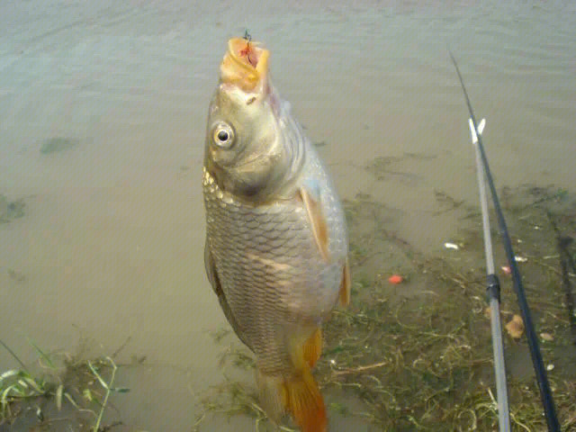 釣魚秋季用什么小藥_秋季釣魚_釣魚秋季釣魚選什么位置