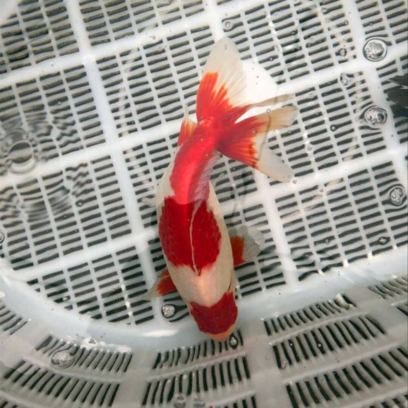 金魚的故鄉_故鄉是金山_金魚故鄉來自哪里