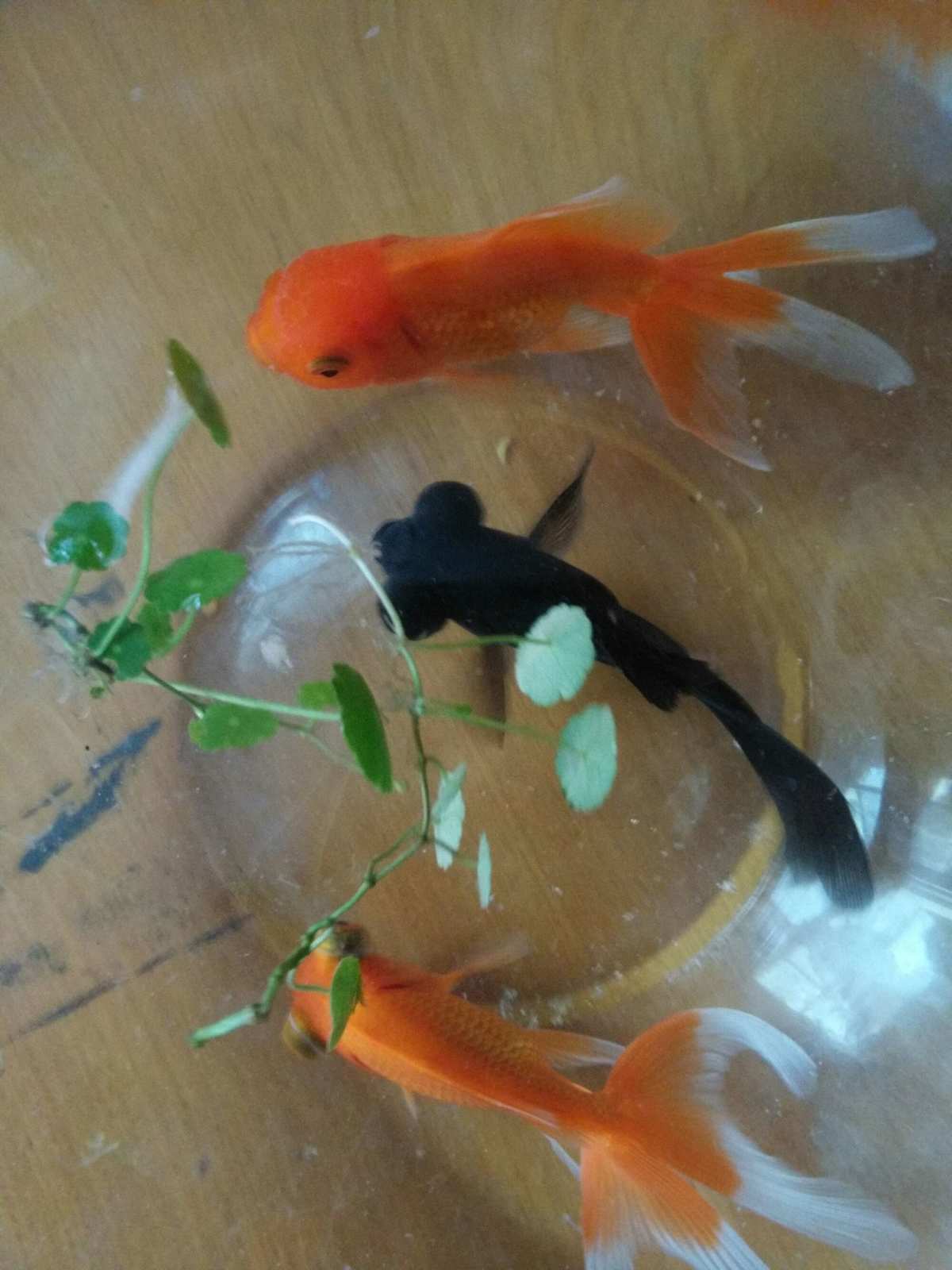 金魚故鄉來自哪里_故鄉的魚作文_金魚的故鄉