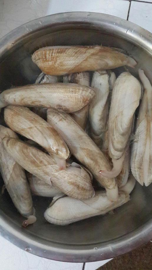 蟶子軟體動物_蟶子是什么動物類型_蟶子是什么動物