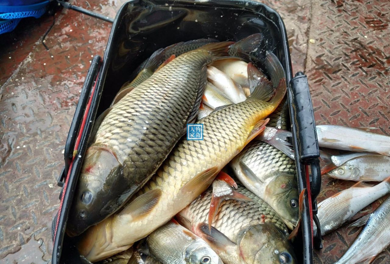 釣魚協會_釣魚協會章程和制度_釣魚協會在哪兒