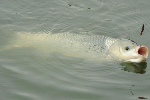 釣魚協會_釣魚協會在哪兒_釣魚協會章程和制度