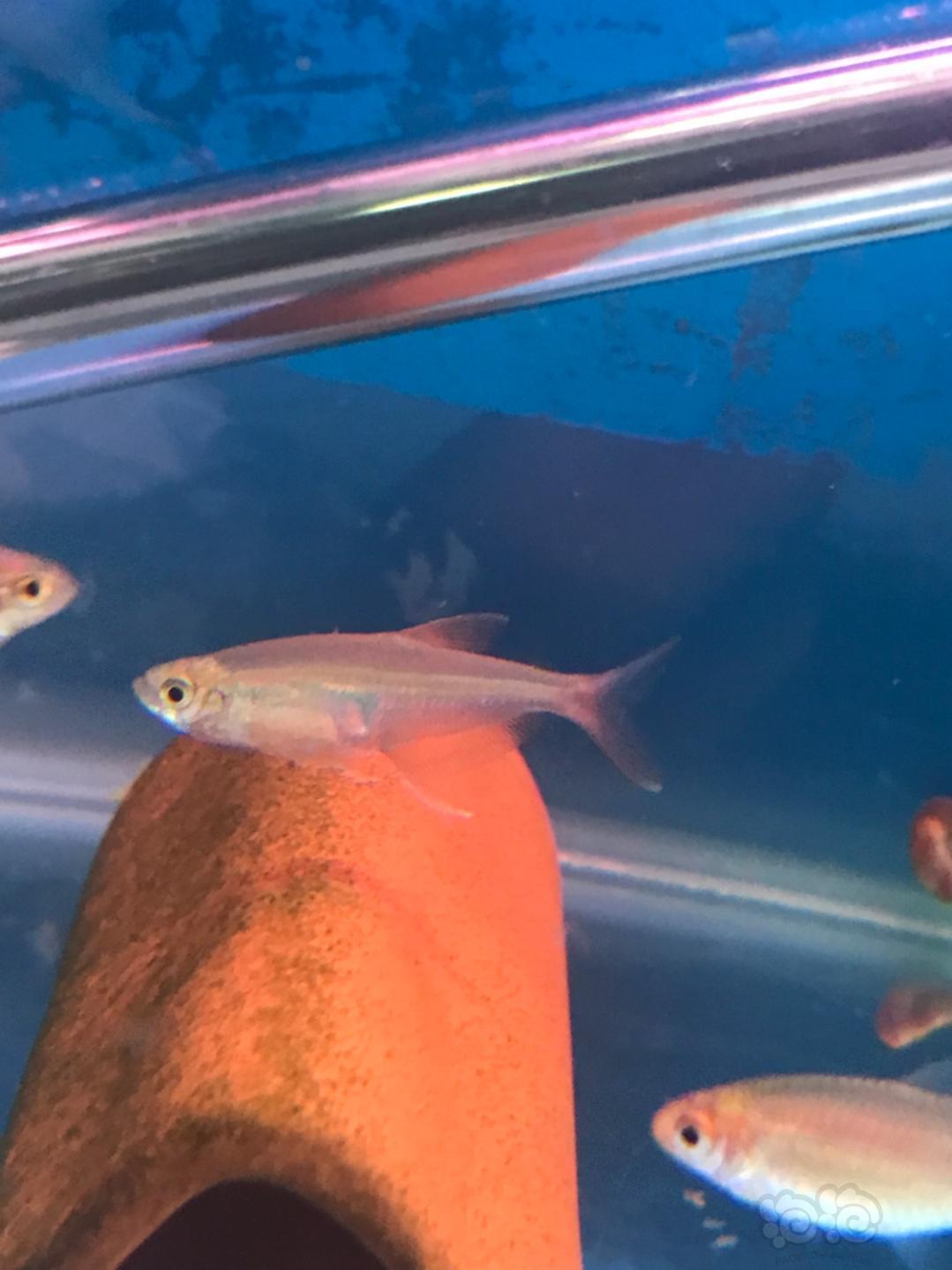 池沼公魚釣法_池沼公魚_夏季池沼公魚怎么釣