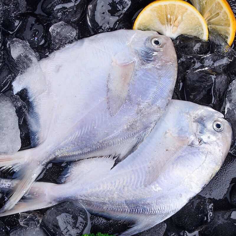 鯧魚的價格平時是多少_鯧魚價格_鯧魚市場價多少錢一斤