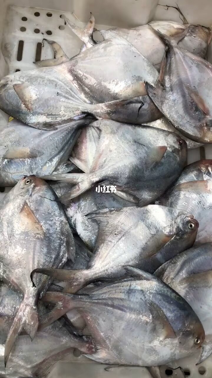 鯧魚價格_鯧魚的價格平時是多少_鯧魚市場價多少錢一斤