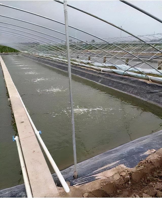 日本對蝦好吃嗎_日本對蝦吃法_日本對蝦