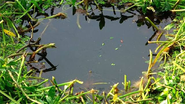 野釣草洞鯽魚_草洞釣鯽魚技巧_釣鯽魚草洞怎么選