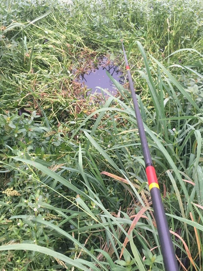 釣鯽魚草洞怎么選_野釣草洞鯽魚_草洞釣鯽魚技巧