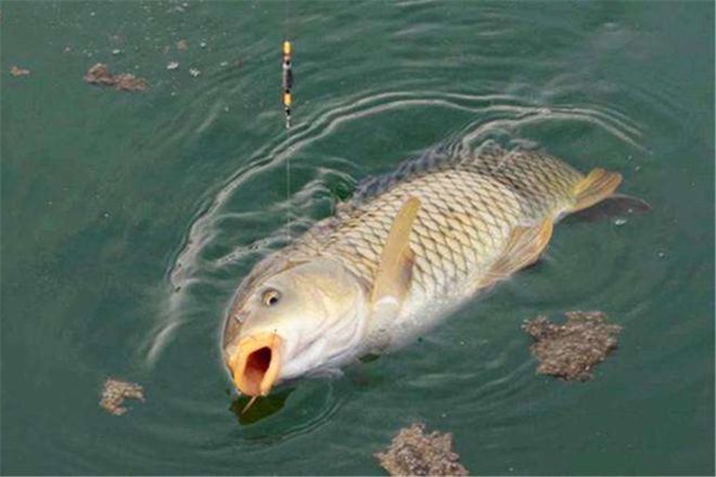 野釣鯉魚_鯉魚野釣用什么餌料_鯉魚野釣圖片