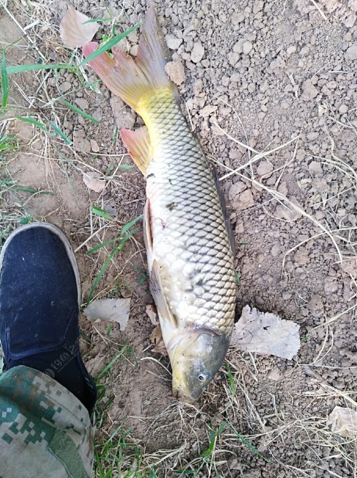 釣水庫鯉魚窩料用什么好_釣水庫鯉魚調幾釣幾最合適_水庫釣鯉魚