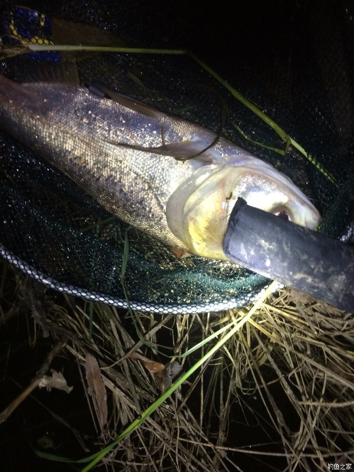廣州釣魚點_廣州釣魚_釣魚廣州華仔