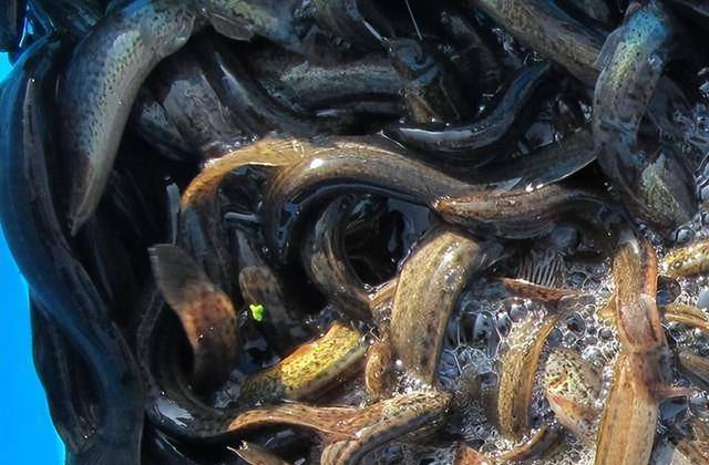 禁止泥鰍釣法法律法規_泥鰍釣魚為什么被禁止_釣魚禁止泥鰍的原因