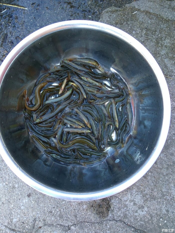 禁止泥鰍釣法法律法規_釣魚禁止泥鰍的原因_泥鰍釣魚為什么被禁止