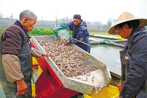 禁止泥鰍釣法法律法規_泥鰍釣魚為什么被禁止_釣魚禁止泥鰍的原因