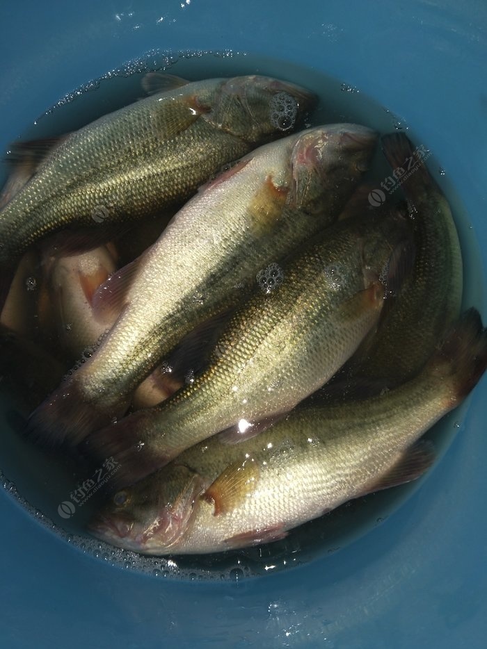 野釣海鱸魚_海釣鱸魚有什么技巧_技巧鱸魚海釣有什么用