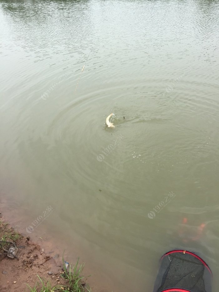 早春釣魚_早春釣魚技巧_釣魚早春技巧和方法