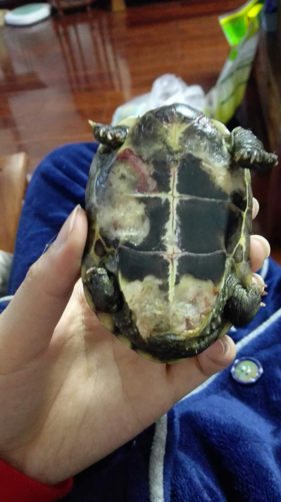 巴西龜的腐甲病會傳染嗎_巴西龜腐甲病會自愈嗎_巴西龜腐甲病