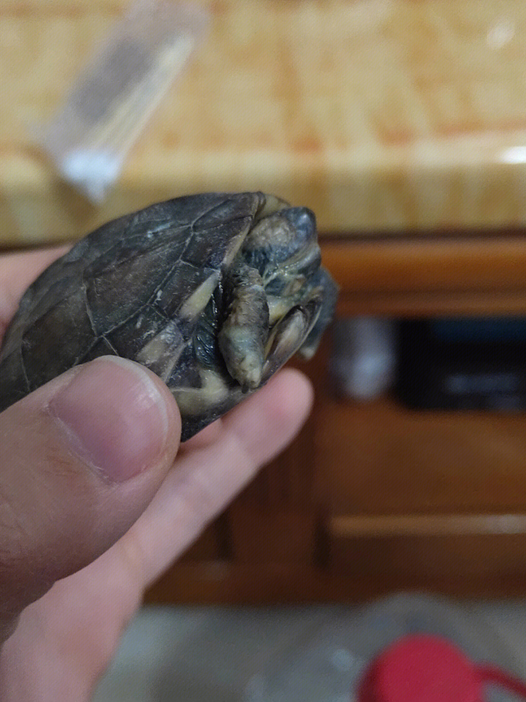 巴西龜腐甲病會自愈嗎_巴西龜的腐甲病會傳染嗎_巴西龜腐甲病